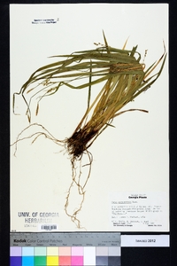 Carex purpurifera image