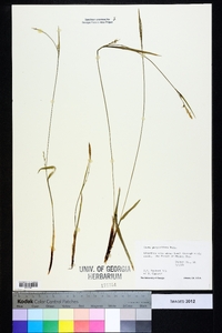 Carex purpurifera image