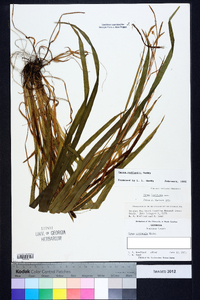 Carex radfordii image