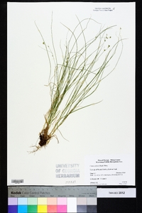 Carex radiata image