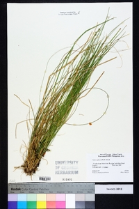 Carex radiata image