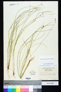 Carex radiata image