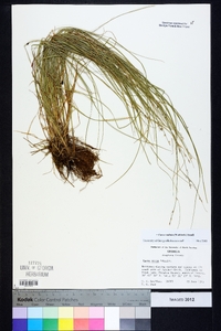 Carex radiata image