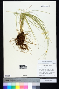 Carex radiata image