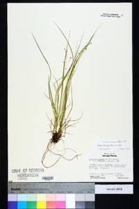 Carex radiata image