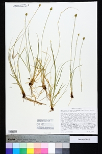 Carex retroflexa image