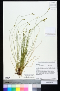 Carex retroflexa image