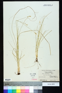 Carex retroflexa image