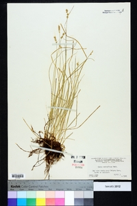 Carex retroflexa image