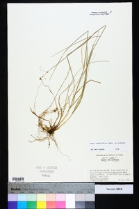 Carex retroflexa image