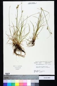 Carex retroflexa image