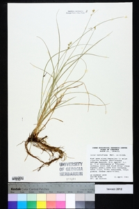 Carex retroflexa image