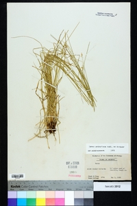 Carex retroflexa image