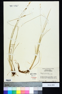 Carex retroflexa image