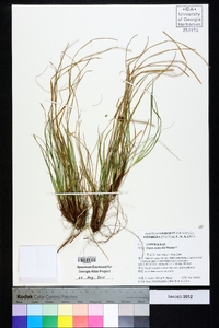 Carex reznicekii image