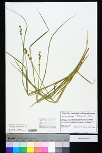 Carex ruthii image