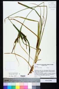 Carex scabrata image