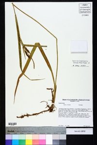 Carex scabrata image