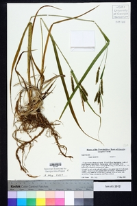 Carex scabrata image