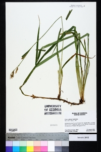 Carex scabrata image