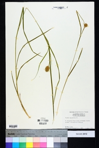 Carex squarrosa image