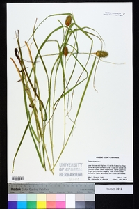 Carex squarrosa image