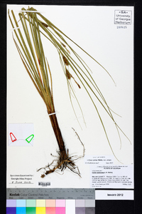 Carex striata image