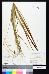 Carex striata image