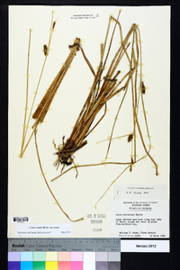 Carex striata image