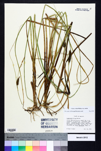 Carex striata var. striata image