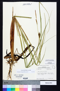 Carex striata image