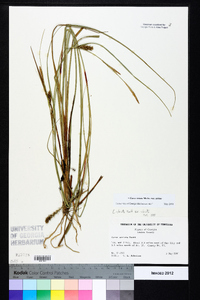 Carex striata var. striata image