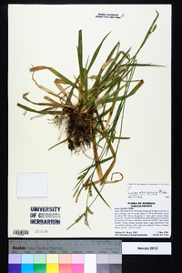 Carex striatula image