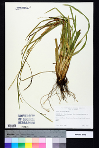 Carex striatula image