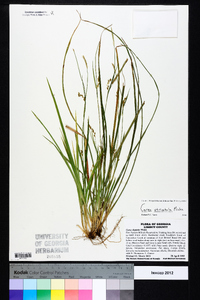 Carex striatula image