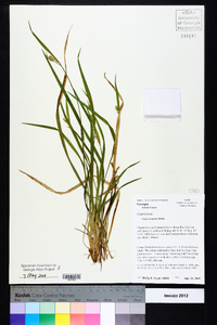 Carex striatula image