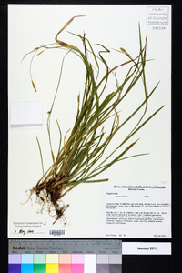 Carex striatula image