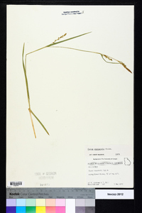 Carex striatula image