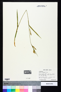 Carex striatula image