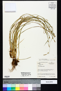 Carex styloflexa image