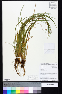 Carex styloflexa image