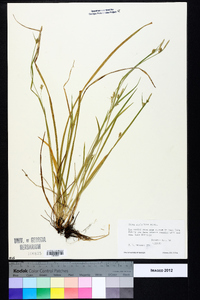 Carex styloflexa image