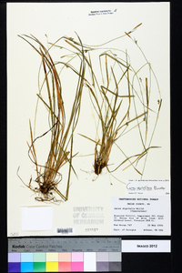 Carex styloflexa image