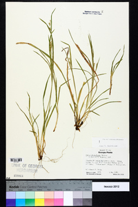 Carex styloflexa image