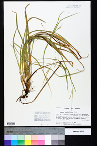 Carex styloflexa image