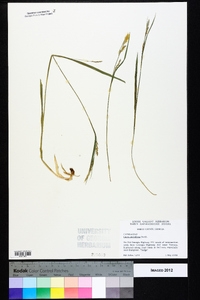 Carex styloflexa image