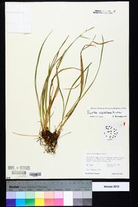 Carex styloflexa image