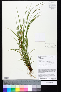 Carex swanii image