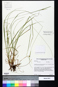 Carex swanii image