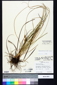 Carex tenax image